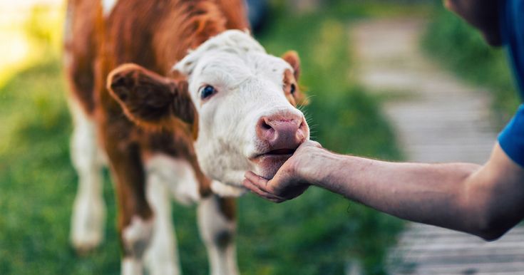 Fresh Milk from Happy Cows